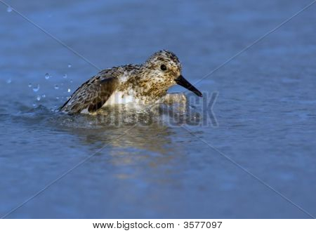 Semipalmated Sandpiper badning