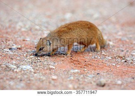 The Yellow Mongoose (cynictis Penicillata) Or Red Meerkat Is Mating In The Evening On Sands