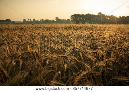 Wheat Field In The Early Morning