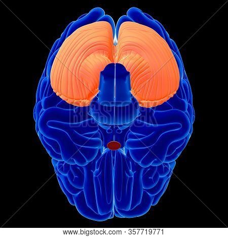 Brain Is One Of The Largest And Most Complex Organs In The Human Body. It Is Made Up Of More Than 10