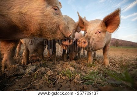 Pigs eating on a meadow in an organic meat farm - wide angle lens shot