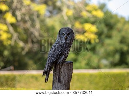 Great Grey Owl (strix Nebulosa). Night Birds Of Prey