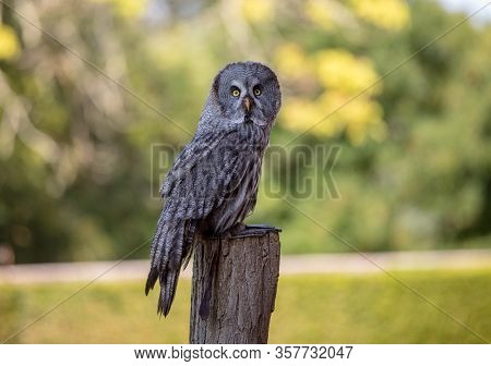 Great Grey Owl (strix Nebulosa). Night Birds Of Prey