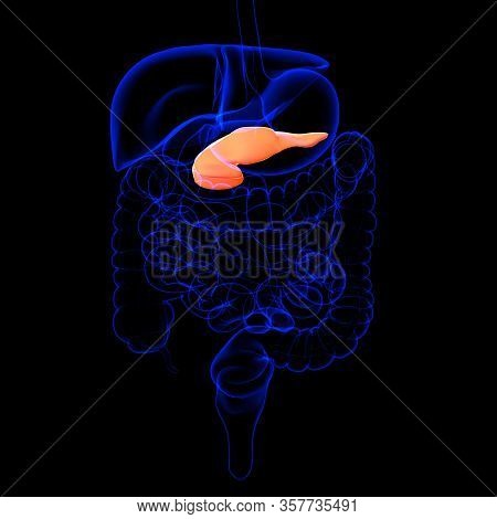 Pancreas Is A Long And Flat Gland That Lies In The Abdomen Behind The Stomach. It Produces Enzymes T
