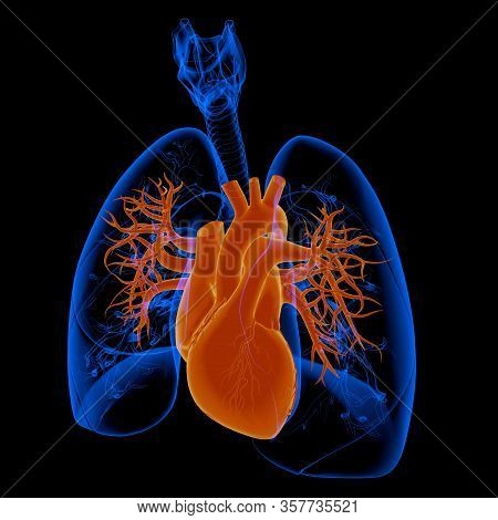 Heart Is A Muscular Organ About The Size Of A Fist, Located Just Behind And Slightly Left Of The Bre