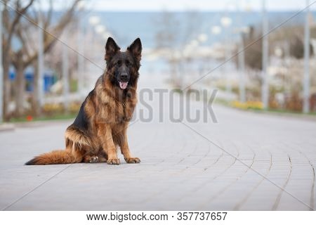 German Shepherd Beautiful Portrait. The Concept Of Veterinary Medicine, Goods For Dogs, Dog Training