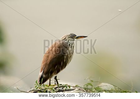 Striated Heron Bird Sitting At Lake Side