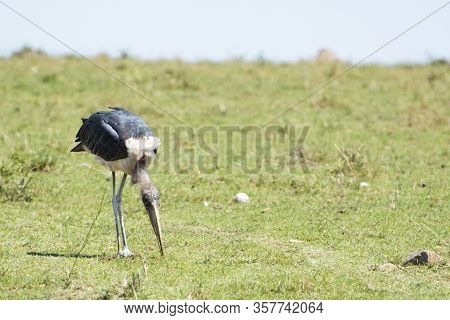 Marabou Stork in Masai Mara National Park in Kenya