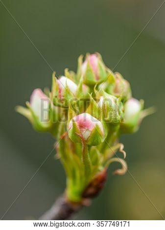 A Cluster Of Pear Tree Blossom In Bud, With A Blur Background