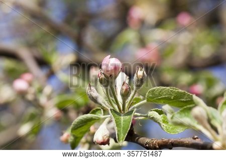 Blooming Beautiful Real Trees Fruit Cherries Or Apple Trees In The Spring Time Of The Year In The Or