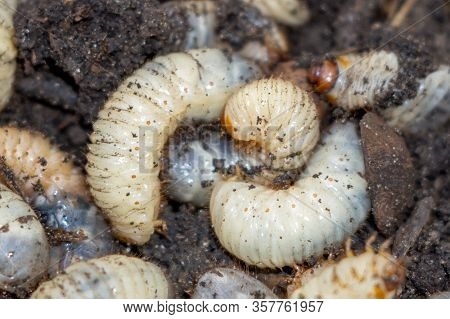 Larva Of The May Beetle. Common Cockchafer Or May Beetle. Beatle. For Fishing Bait
