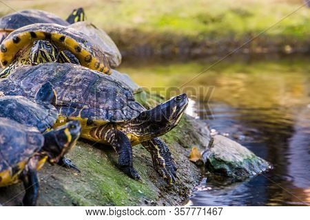Closeup Of A Yellow Bellied Cumberland Slider Turtle At The Water Side, Tropical Reptile Specie From