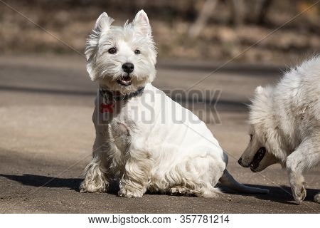 White Samoyed Puppy Dog Outdoor In Park.