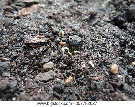 A Green Sprout Of The First Spring Early Hemp Sprouted From The Ground