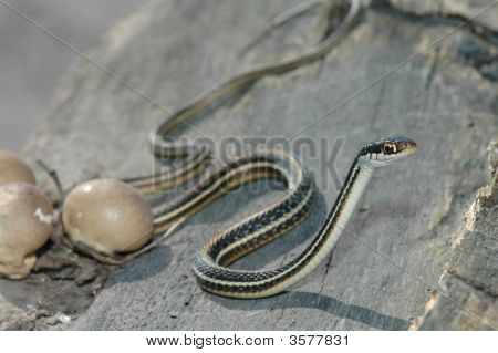 Occidentale nastro serpente