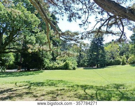 Sunny Picturesque Pine Glade. Large Coniferous Trees Prevail-cypress, Italian And Crimean Pine, Leba
