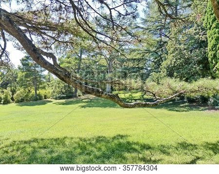 Sunny Picturesque Pine Glade. Large Coniferous Trees Prevail-cypress, Italian And Crimean Pine, Leba