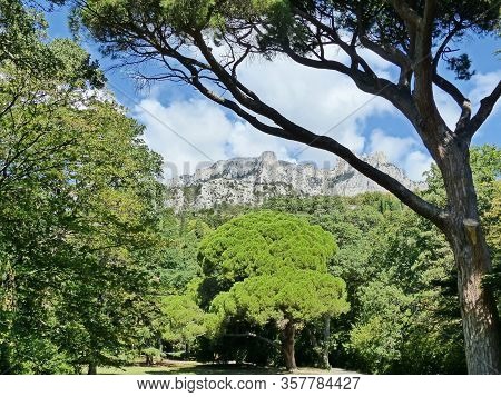 You Can See The Mountain Tops Through The Pines. Large Coniferous Trees Prevail-cypress, Italian And