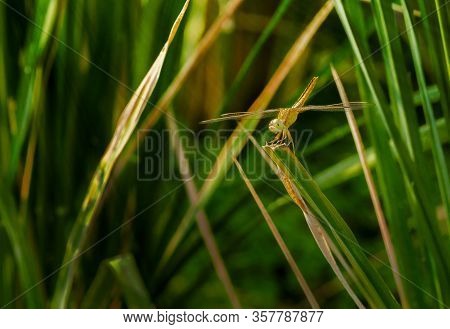 Dragonfly On Top Of Grass