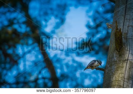 Small Grey Bird On Pine Tree