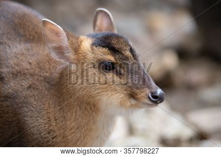 Face Portrait Of An Adult Female Of Muntjac Deer In The Forest