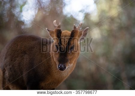 Face Portrait Of An Adult Male Of Muntjac Deer In The Forest