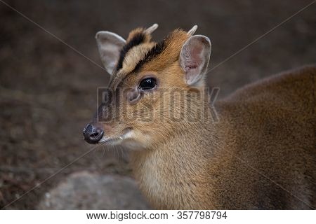 Face Portrait Of A Young Male Of Muntjac Deer In The Forest