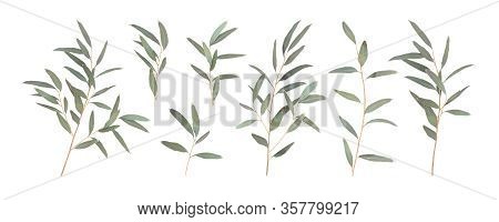 Set Different Branches Of Eucalyptus Radiata Isolated On A White Background. Vector Illustration Of 