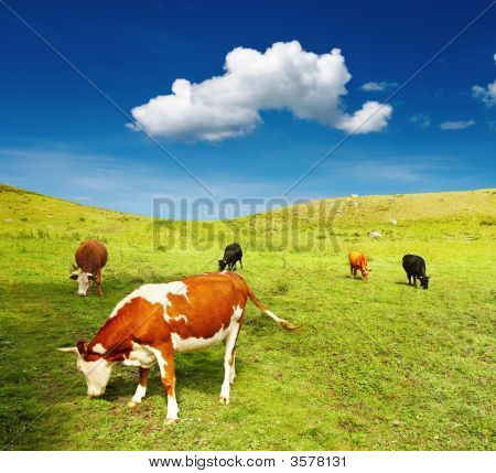 Pascolo di mucche