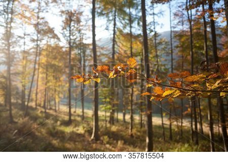 Trees In Autumn Season Background. Beauty In Nature. Autumn Lansdscape