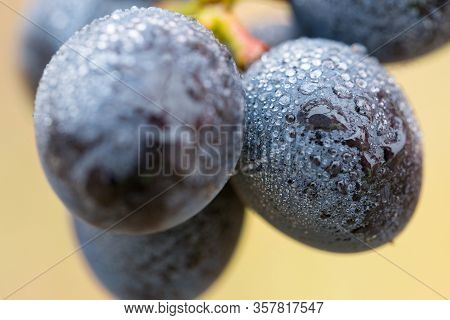 A Bunch Of Grapes In Droplets Of Water. Autumn Harvesting Of Wine.