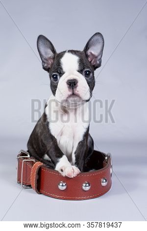 Boston Terrier A Small Puppy Sits In A Large Collar And Looks At The Camera