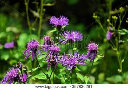 The Beautiful Pink Flower And Buds Of Centaurea Jacea, Also Known As Brown Knapweed. A Native Open W