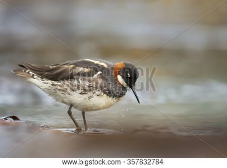 Close Up Of A Red-necked Phalarope (phalaropus Lobatus) Feeding In Water, Iceland.