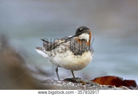 Close Up Of A Red-necked Phalarope (phalaropus Lobatus) Standing On A Rock, Iceland.