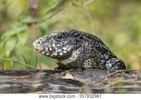 Close Up Of A Black And White Tegu (salvator Merianae), Pantanal, Brazil.