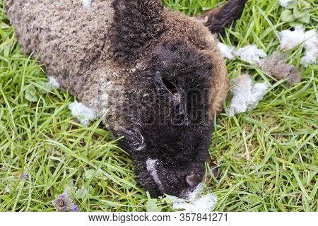 Dead Sheep Lamb Without Eye Detailed View. Sehestedt, Jade, Wesermarsch, Germany.