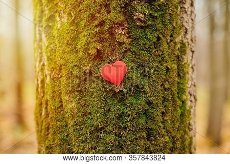Heart On Tree. Environment Protection Symbol, Copy Space. Deforestation Or Arboriculture Tree Love C