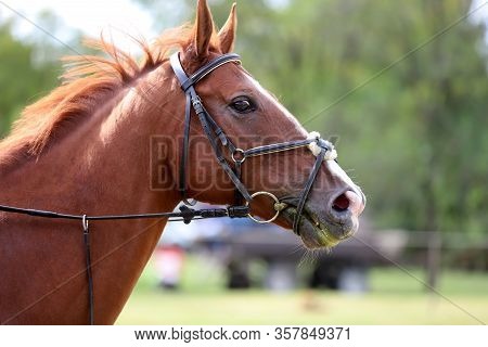 Head Shot Portrait Close Up Of A Young Horse On Show Jumping Event.  Side View Head Shot Of A Beauti