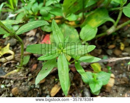 Hedyotis Corymbosa In Nature Background. Useful In Gastric Irritability, Nervous Depression, Liver C