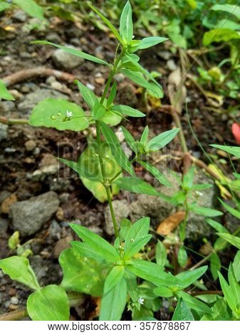 Hedyotis Corymbosa In Nature Background. Useful In Gastric Irritability, Nervous Depression, Liver C