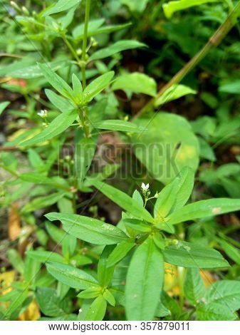 Hedyotis Corymbosa In Nature Background. Useful In Gastric Irritability, Nervous Depression, Liver C