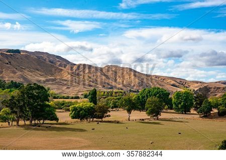 Dry Hills And A Flock Of Sheep Grazing The Rural Farmland Of Martinborough