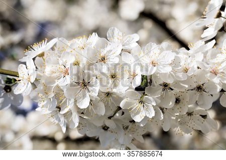 Blooming Beautiful Real Trees Fruit Cherries Or Apple Trees In The Spring Time Of The Year In The Or