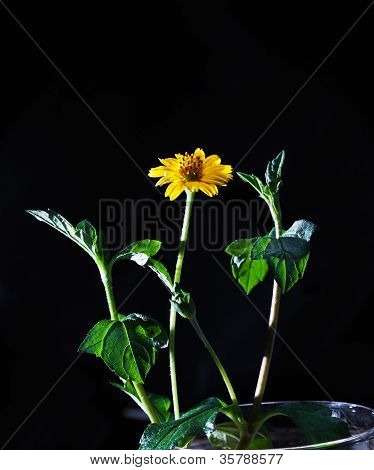 Wedelia giallo