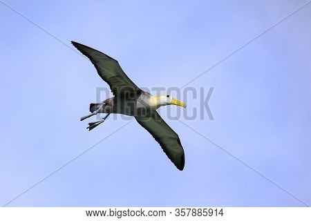 Waved Albatross (phoebastria Irrorata) In Flight On Espanola Island, Galapagos National Park, Ecuado