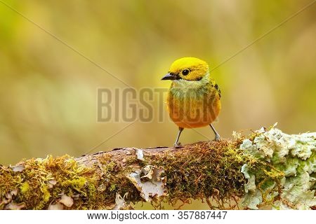 Silver-throated Tanager (tangara Icterocephala) Sitting On A Branch, Costa Rica