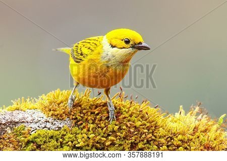 Silver-throated Tanager (tangara Icterocephala) Sitting On A Branch, Costa Rica