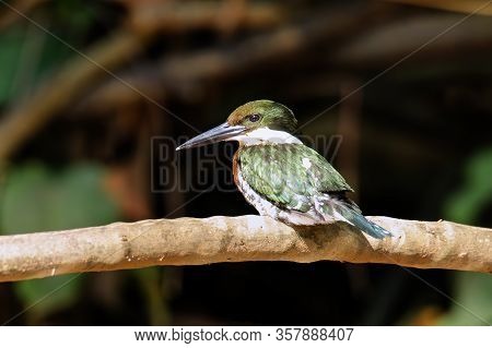 Male Green Kingfisher (chloroceryle Americana) Perched On A Tree, Costa Rica