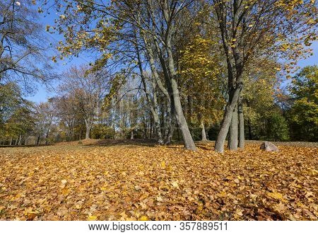 Maple Leaves In Autumn, Seasonal Changes In Nature
